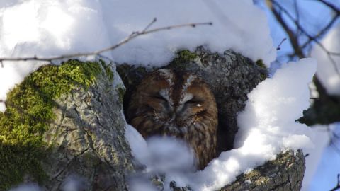 Waldkauz im Winter2_Werner Borok