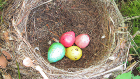 bunte Eier im Nest